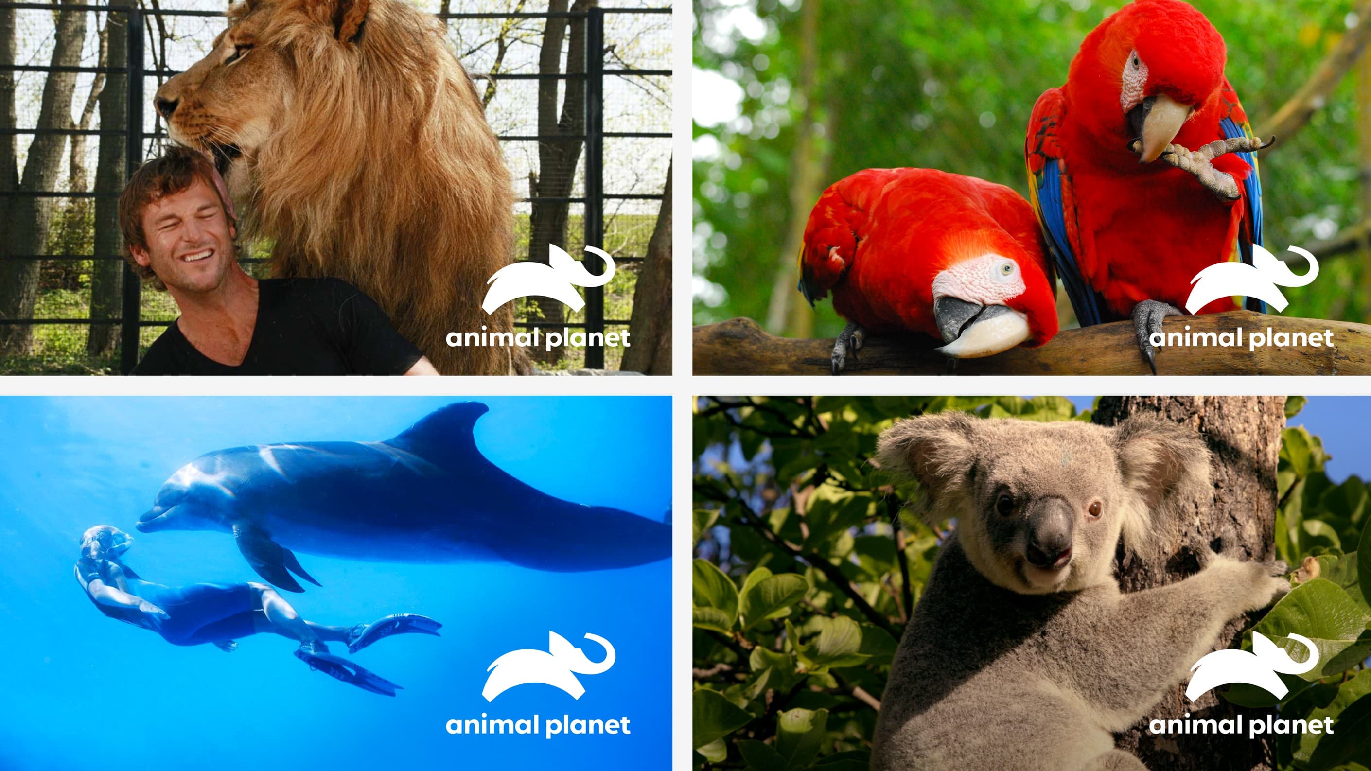 Animal Planet content