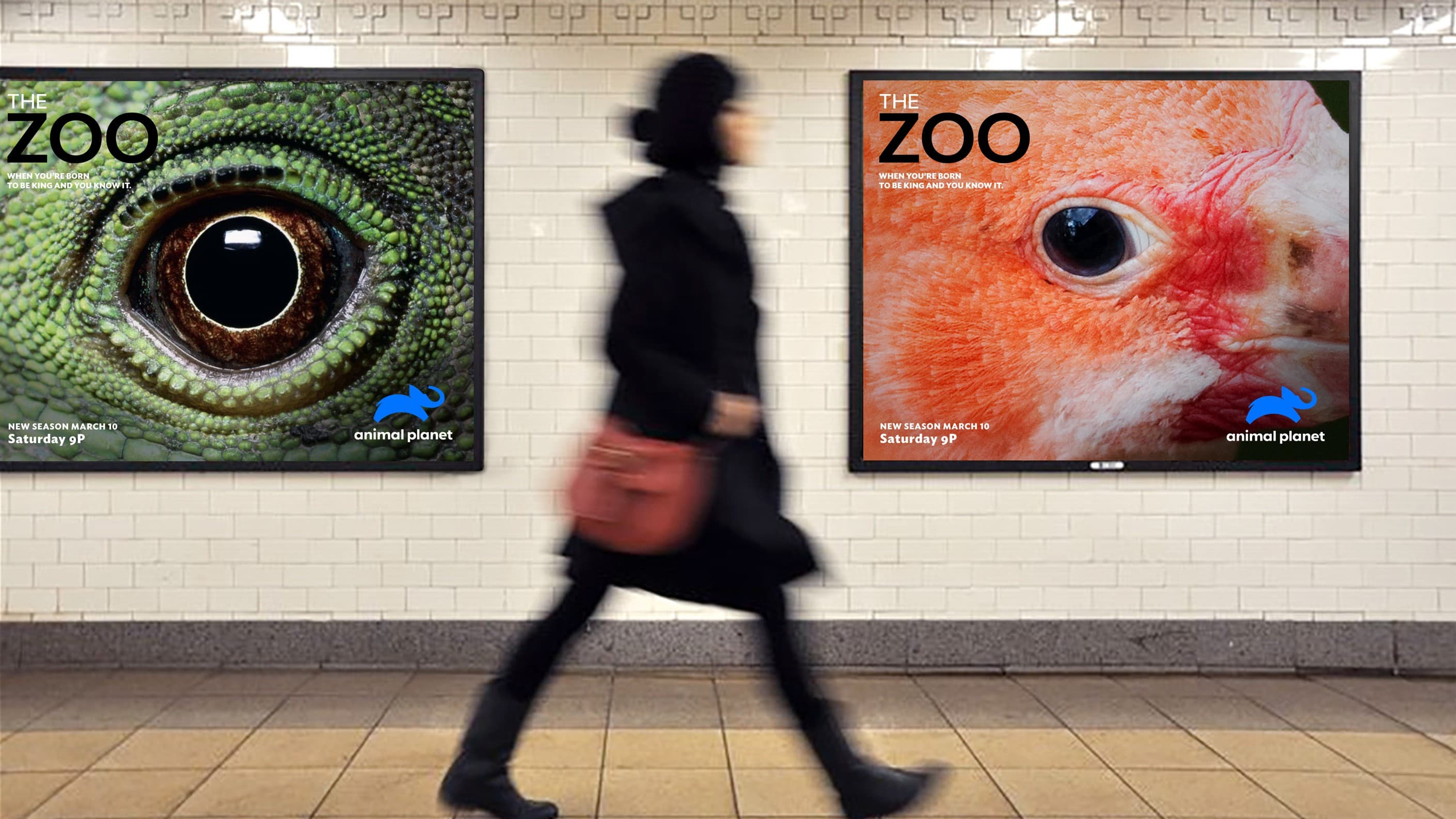 Animal Planet content