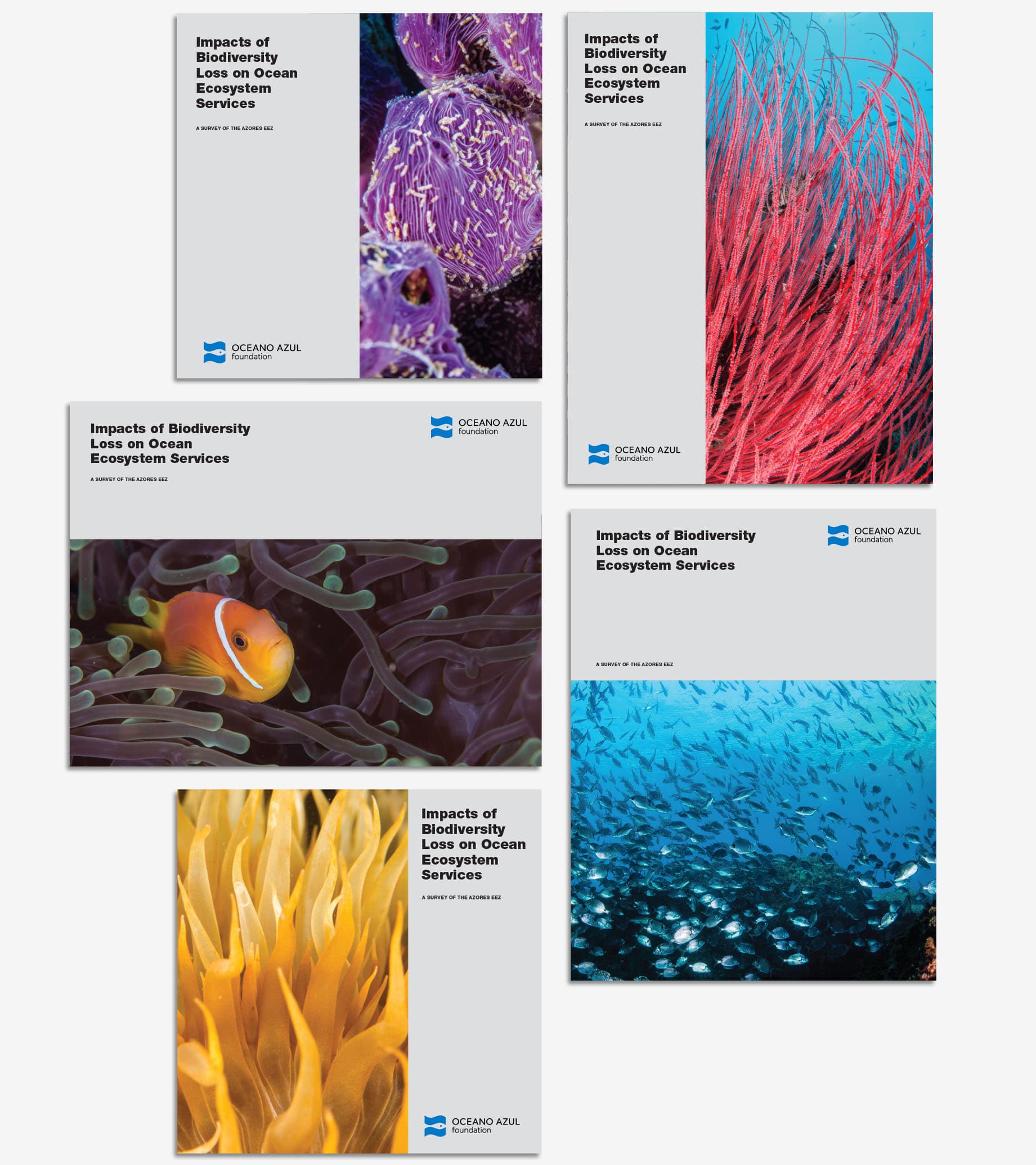 Oceano Azul Foundation content